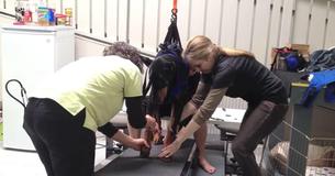 Kenny The Rescued Paralyzed Doberman Walks Again After Surgery And Rehabilitation