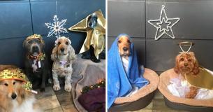 Pet Groomers Recreate Cute Nativity Scene With Dogs