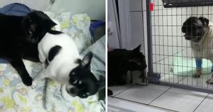 Cat With Paralyzed Back Legs Comforts Sick Animals At A Russian Animal Hospital