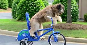 Briard Dog Can Ride Scooters And Bicycles By Himself