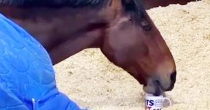 Le cheval de police doit prendre une tasse de thé le matin avant d'entammer sa journée de travail