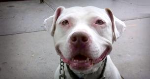 Dog Rescued 12 Years Ago Hasn't Stopped Smiling Since