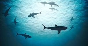 Hundreds Of Deceased Sharks Found Trapped In Giant Floating 'Ghost Net'