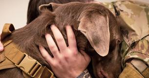 Texas Bill Now Allows Police Dogs To Be Adopted By Handlers After Retirement