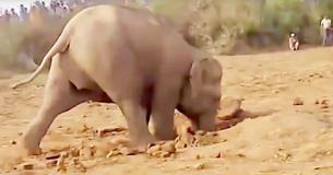 Una madre elefante cavó por 11 horas para tratar de rescatar a su bebé