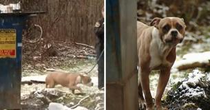 Unos dueños dejaron a su perrita en el basurero y en plena nieve
