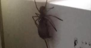 Un Australien voit une araignée transportant une souris dans son frigo