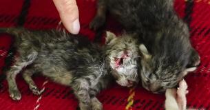 Un chaton né avec deux têtes lutte pour rester en vie alors que son propriétaire refuse de l'abandonner