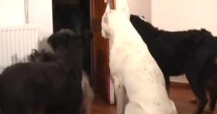 Ces chiens décorent la maison pour Noël le temps que leur propriétaire part faire des courses