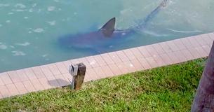 Un grand requin-taureau est repéré dans la cour d'une maison de résidents
