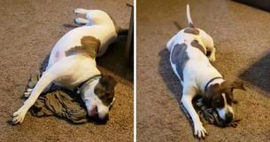 Un soldat déployé envoie une chemise puante de loin pour son chien qui réagit avec une adorable crise de panique