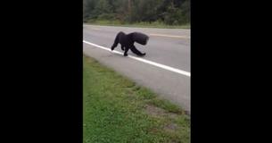 Des sauveteurs courageux aident un ours qui a eu la tête coincée dans un seau pendant 4 semaines