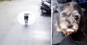 Une chienne qui a perdu son chemin revient en aboyant de joie quand elle entend le bruit du moteur de son propriétaire