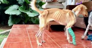 Un Labrador abandonné a survécu dans les égouts pendant des mois avant de recevoir une deuxième chance