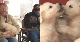 Un couple en motoneige retrouve des chiots affamés vivant seuls dans une montagne de l'Utah