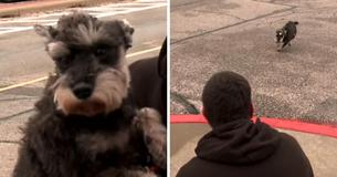 Après que la voiture d'un homme ait été violé, il pense que son cher Schnauzer est parti pour toujours, mais il revient en courant