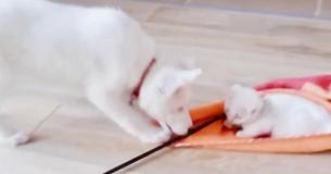 Stray Kitten Is Welcomed Into The Family By The Family Dog