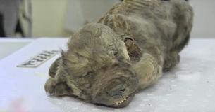 Voici Dogor, le chiot préhistorique de 18 000 ans que les scientifiques ont découvert sous le pergélisol de Sibérie