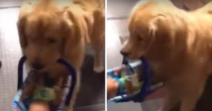 Police Therapy Dog Nabbed Red-Pawed Taking Xmas Presents On Camera By Fellow Officer
