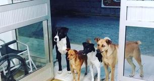 Des chiens attendent que leur propriétaire SDF sorte de l'hôpital et deviennent très heureux à son retour