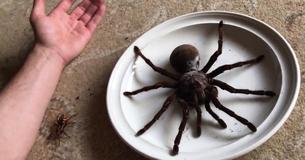 Las tarántulas pajareras llegan a tener el tamaño de un plato de comida