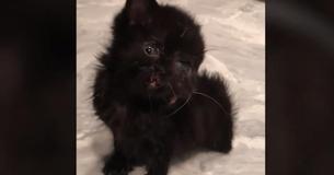 Un vétérinaire adopte un chaton qui " aime la vie " né avec une condition rare lui donnant deux visages