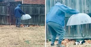 Un homme tient un parapluie pour son teckel miniature pour le protéger de la pluie
