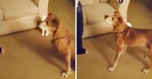 17-Year-Old Dog Adopted By Kind Couple Donating Food To Animal Shelter