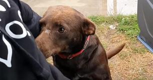 Un chien de village errant qui reste chaque jour dans le même endroit et rêvant d'avoir un foyer, est recueilli par des sauveteurs d'animaux