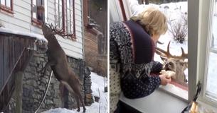 Un cerf sauvage rend visite à une veuve en passant par sa fenêtre deux fois par jour pour se nourrir, mais plusieurs personnes ont critiqué cette relation