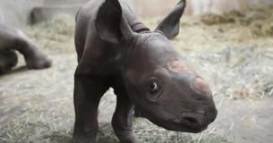Very Rare Black Rhino Born At Michigan Zoo On XMas Eve