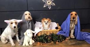 Groomer Has Dogs Pose Together To Renact The Nativity Scene