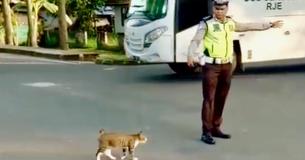 Traffic Officer Sees Cat Waiting To Cross The Street And Helps By Stopping Cars For The Furry Pedestrian