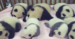 There's A "Kindergarten" For Panda Cubs At A Reserve In China