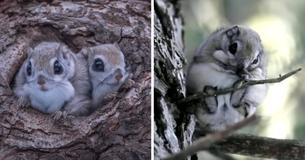 Special-Looking Squirrels Can Only Be Found On Island In Japan