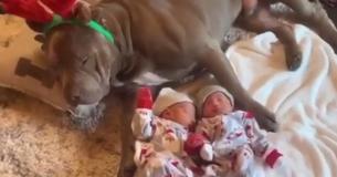 Reindeer Pup Watches Over Newborn Babies