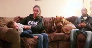 Hulk ist ein gigantischer 80 Kilogramm schwerer Pit Bull aus Großbritannien