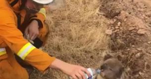 Firefighter Pours Water For Thirsty Koala Amidst Australian Bushfires
