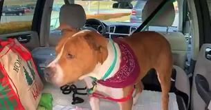 30 Volunteers Transport Stolen Pit Bull Back Home Through 9 Different States In 6 Days