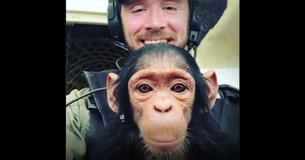 Pilot Flies Chimp Out From Captivity To National Park — Chimp Decides The Pilot Needs His Help