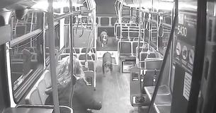Milwaukee Bus Driver Helps Get Two Lost Dogs Back To Family For Christmas