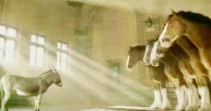 Un petit âne qui veut devenir un cheval Clydesdale est invité à un entretien d'embauche dans une publicité émouvante