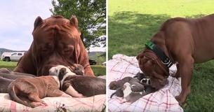 Se estima que la nueva camada del pitbull gigante Hulk está valorada en medio millón de dólares