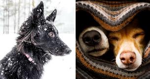 People Are Being Advised To 'Bring Dogs Inside' After Reports Of Dogs Freezing