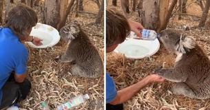 Ce koala assoiffé tient la main de l'homme pour qu'il puisse boire de l'eau de sa bouteille