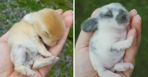 Tiny Handheld Bunnies Are Helping With Therapy Sessions