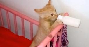 Klein kitten wordt behandeld als een menselijke baby met een fles en een eigen wiegje