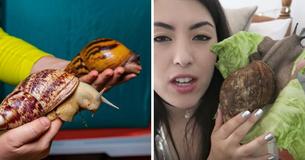 People Are Keeping Giant African Snails As Pets