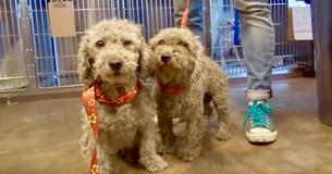 Stray Dogs Overjoyed As They Are Rescued By Volunteers From California Junkyard