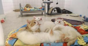 Five Kittens Rescued From Trash Pur Uncontrollably